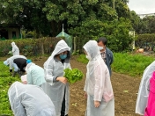 Board Member Visit to ODRN Activity - Volunteer service of harvesting crops and giving to those in need<BR>-004