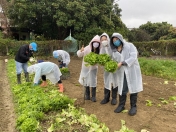 Board Member Visit to ODRN Activity - Volunteer service of harvesting crops and giving to those in need<BR>-005